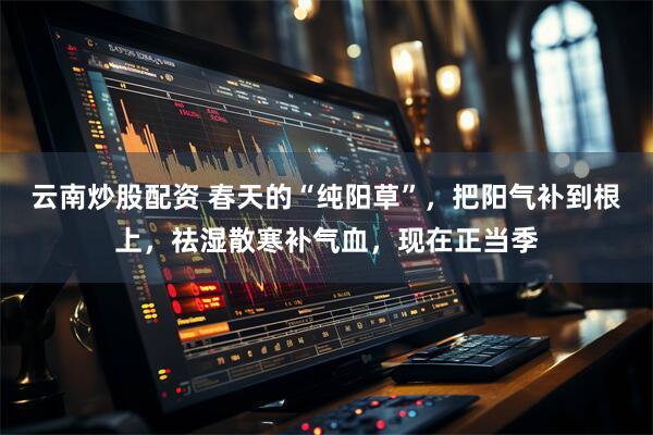 云南炒股配资 春天的“纯阳草”，把阳气补到根上，祛湿散寒补气血，现在正当季